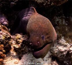 Giant Morey Eel. As the name suggests, it is a large eel,... by Nando Cebrián 